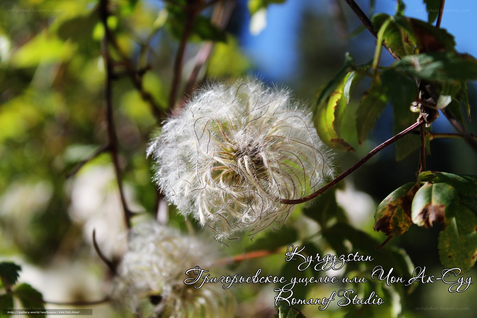 Clematis seed head in Kyrgyzstan