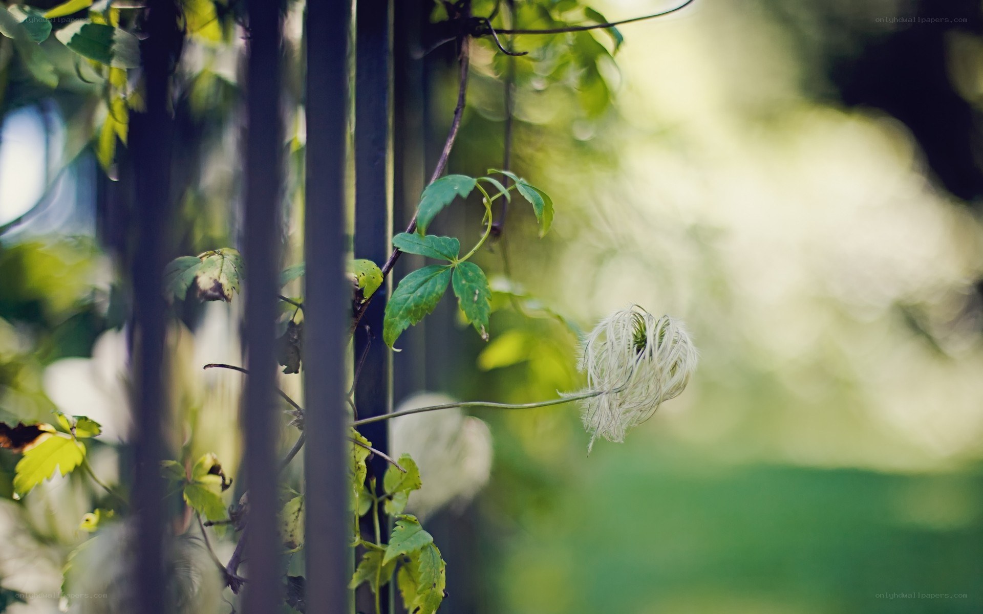 Clematis vine on a trellis