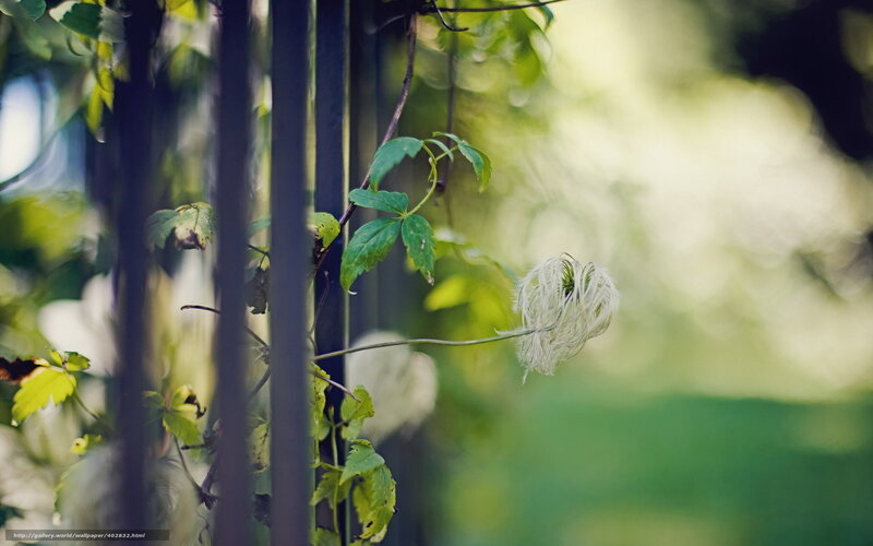 Clematis vine on a trellis