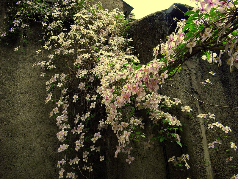 Clematis vines on a stone wall
