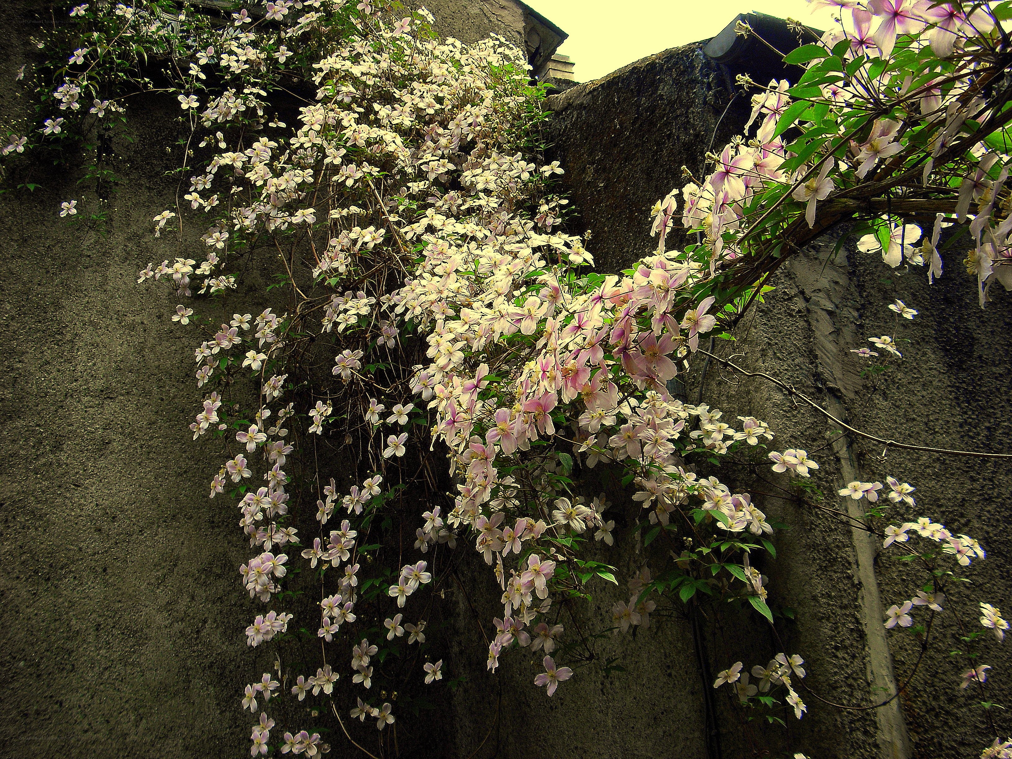 Clematis vines on a stone wall