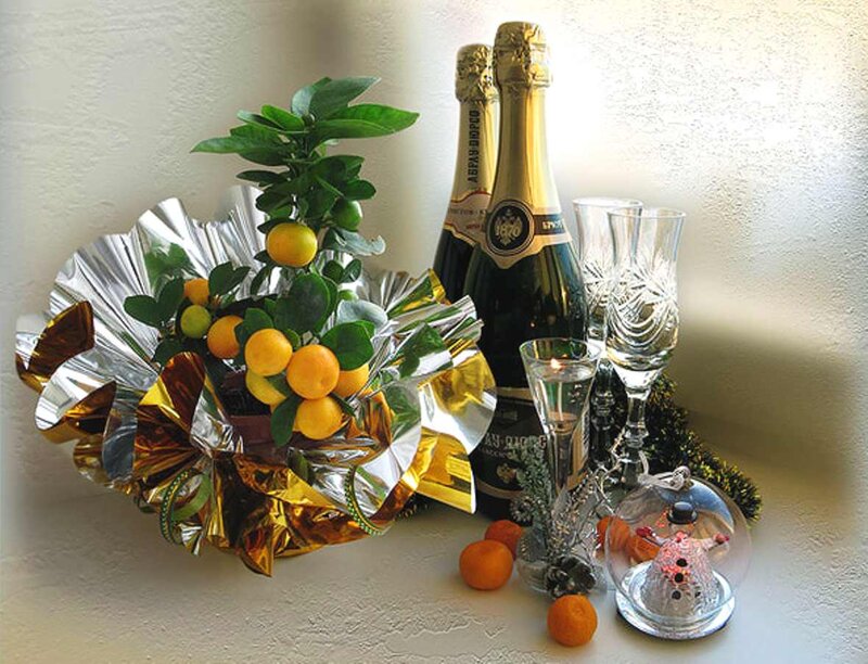 Clementine Plant with Champagne