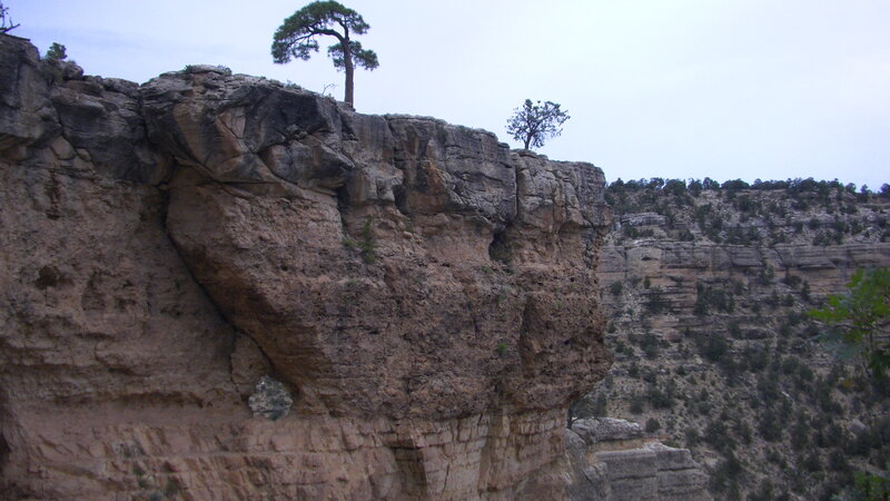 Cliff with Trees — Brown