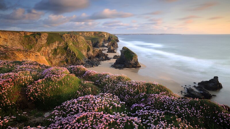 cliffs with pink flowers at sunset