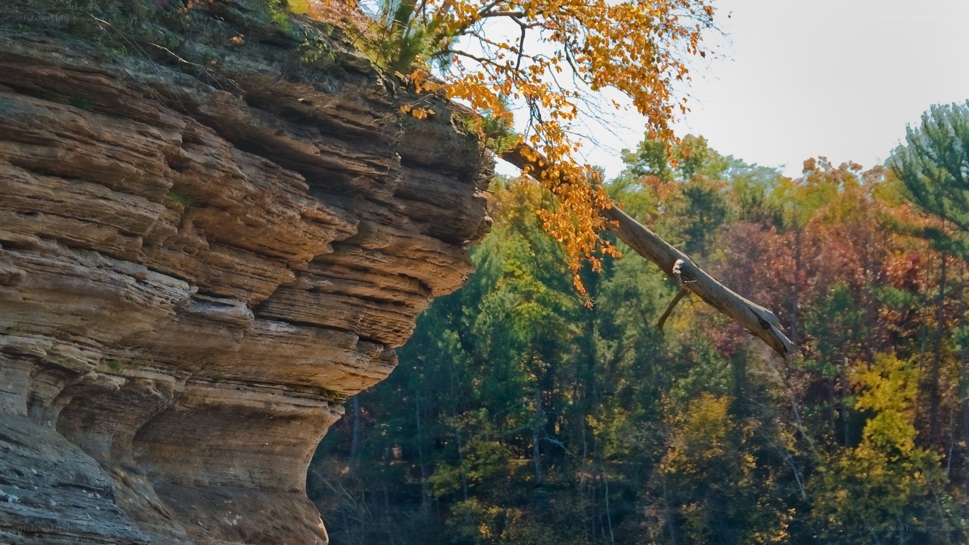 Cliffside autumn forest