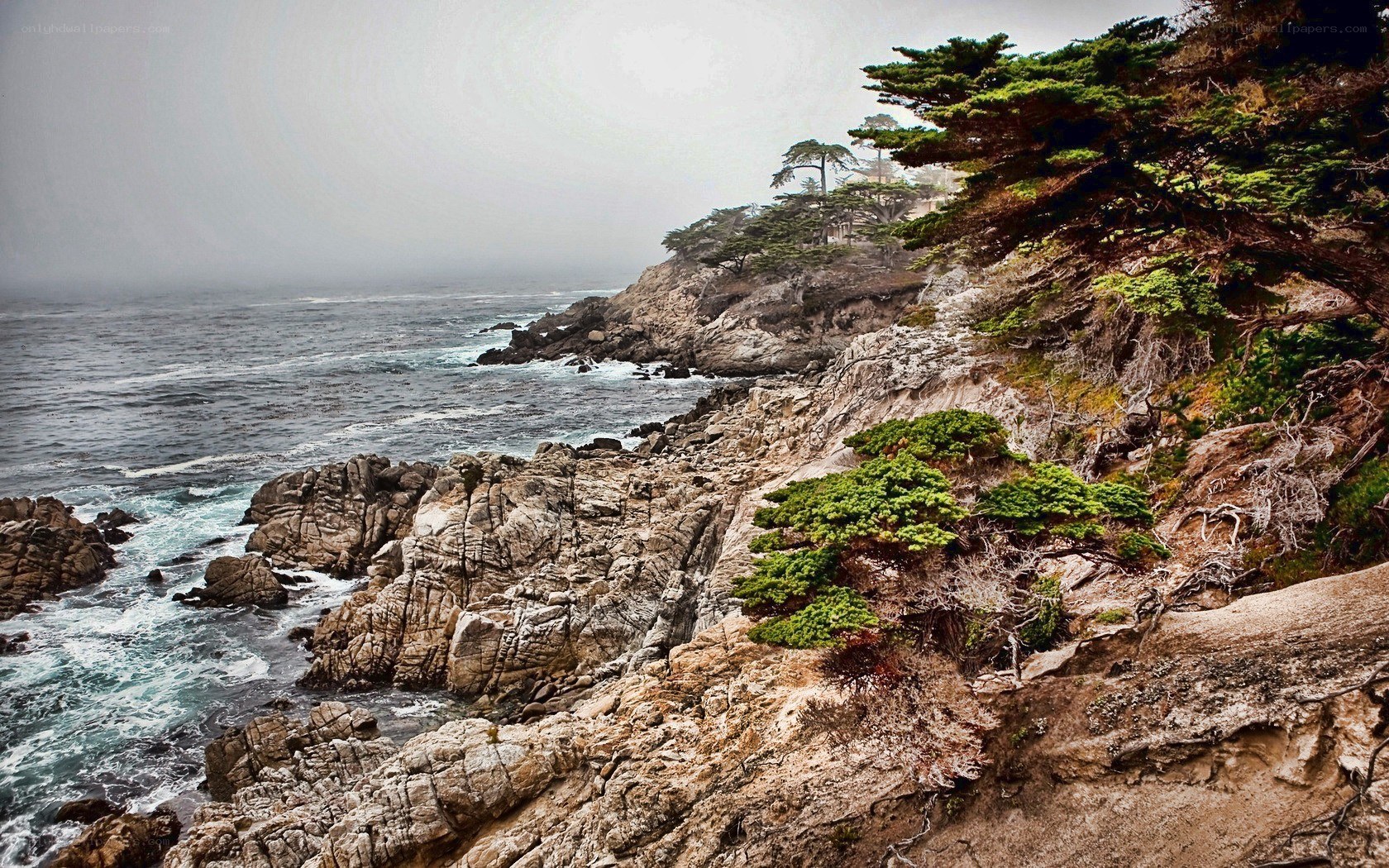 cliffside coast with trees