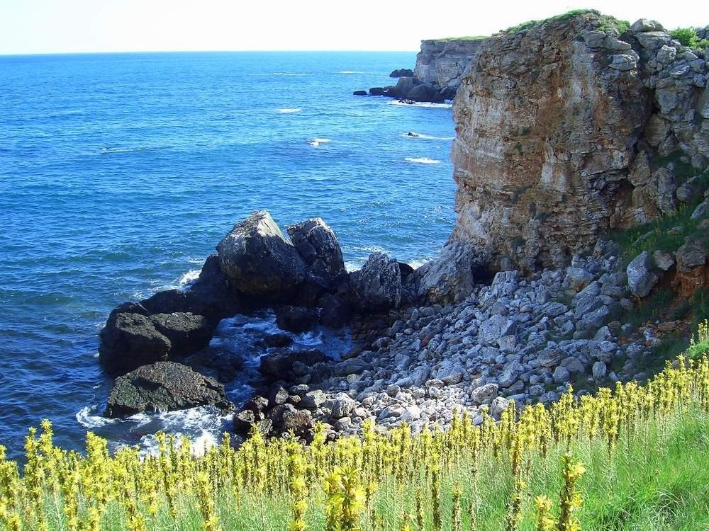 cliffside coast with yellow flowers