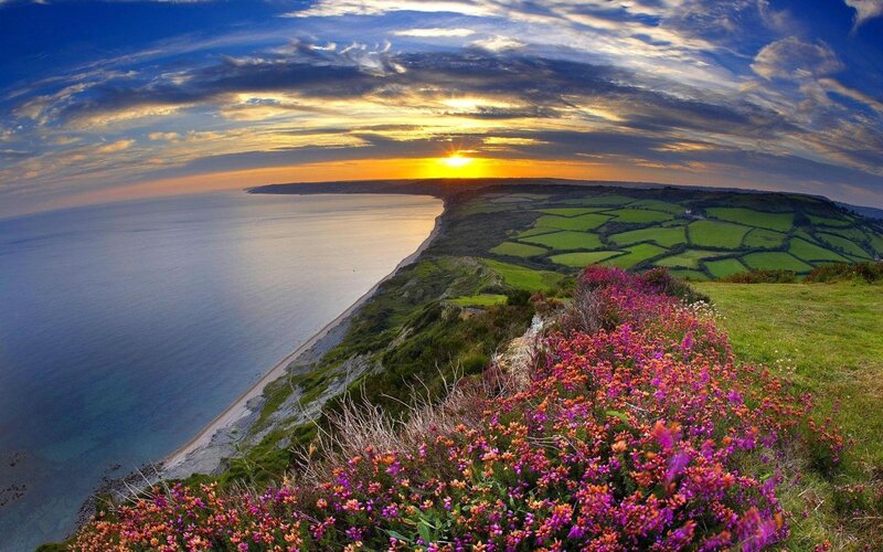Cliffside Flowers at Sunset — Purple, Dramatic