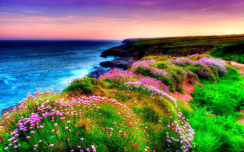 Cliffside Flowers by Ocean