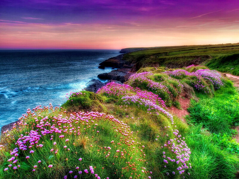 Cliffside Flowers by Sea — Purple