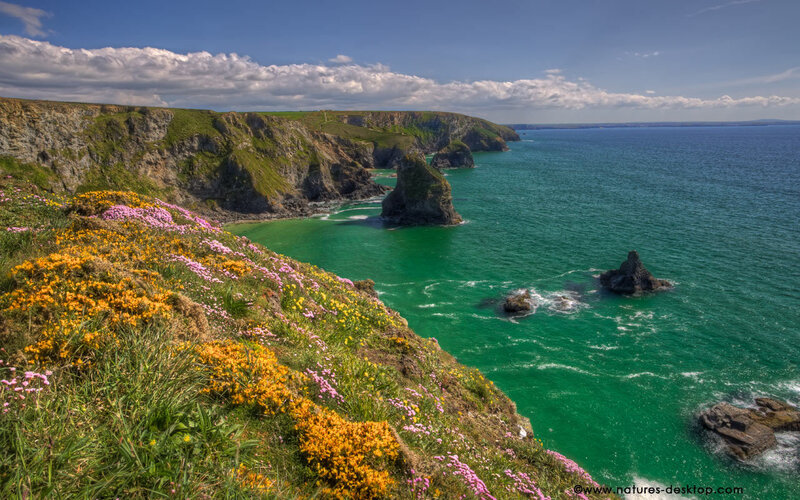 Cliffside Flowers by Sea