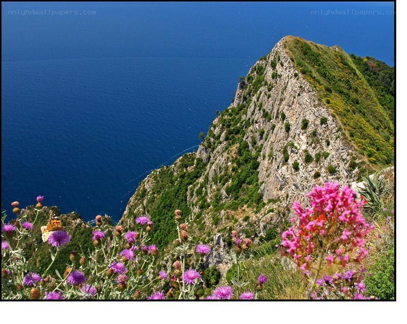 Cliffside flowers overlooking the sea