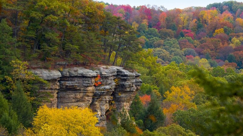 Cliffside Forest View — Green, Serene