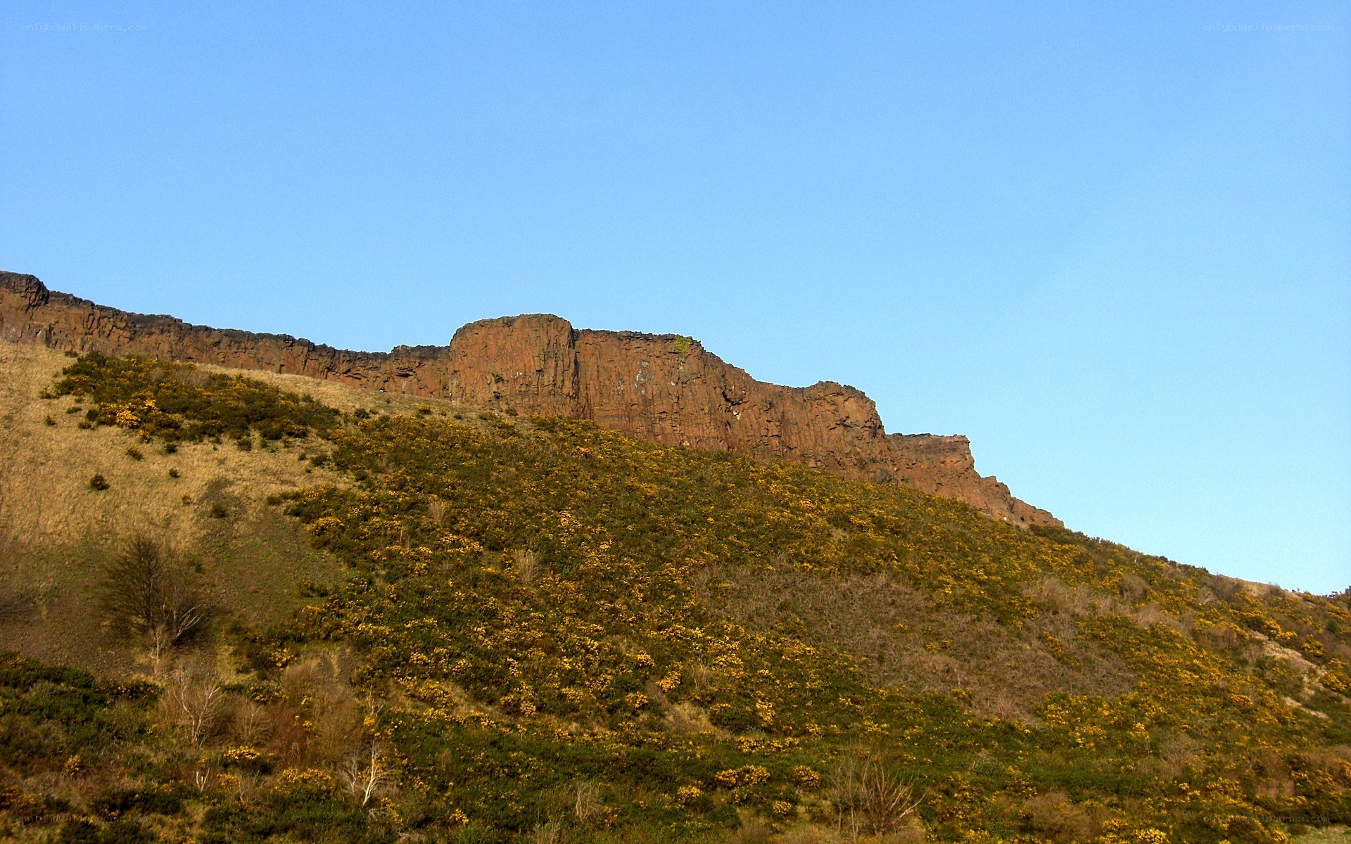 Cliffside hill with yellow flowers