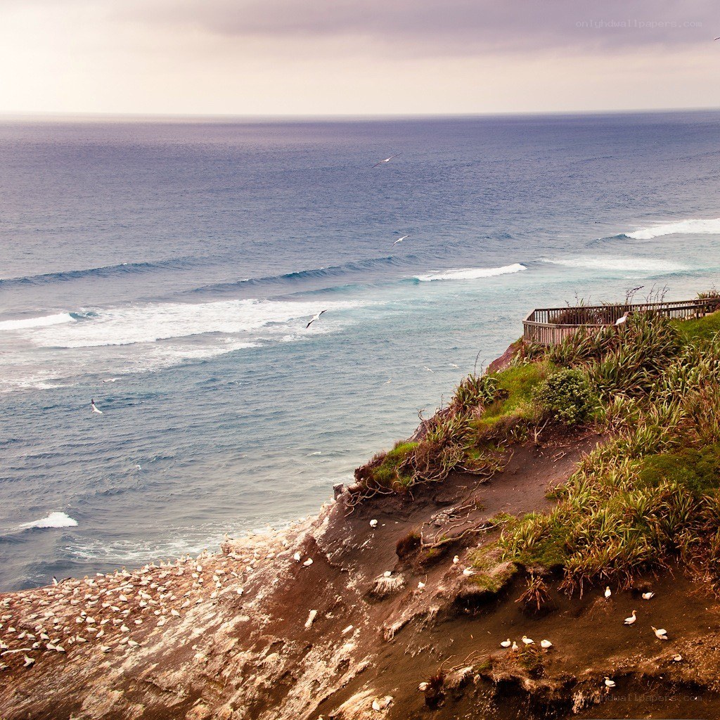 Cliffside ocean view with birds