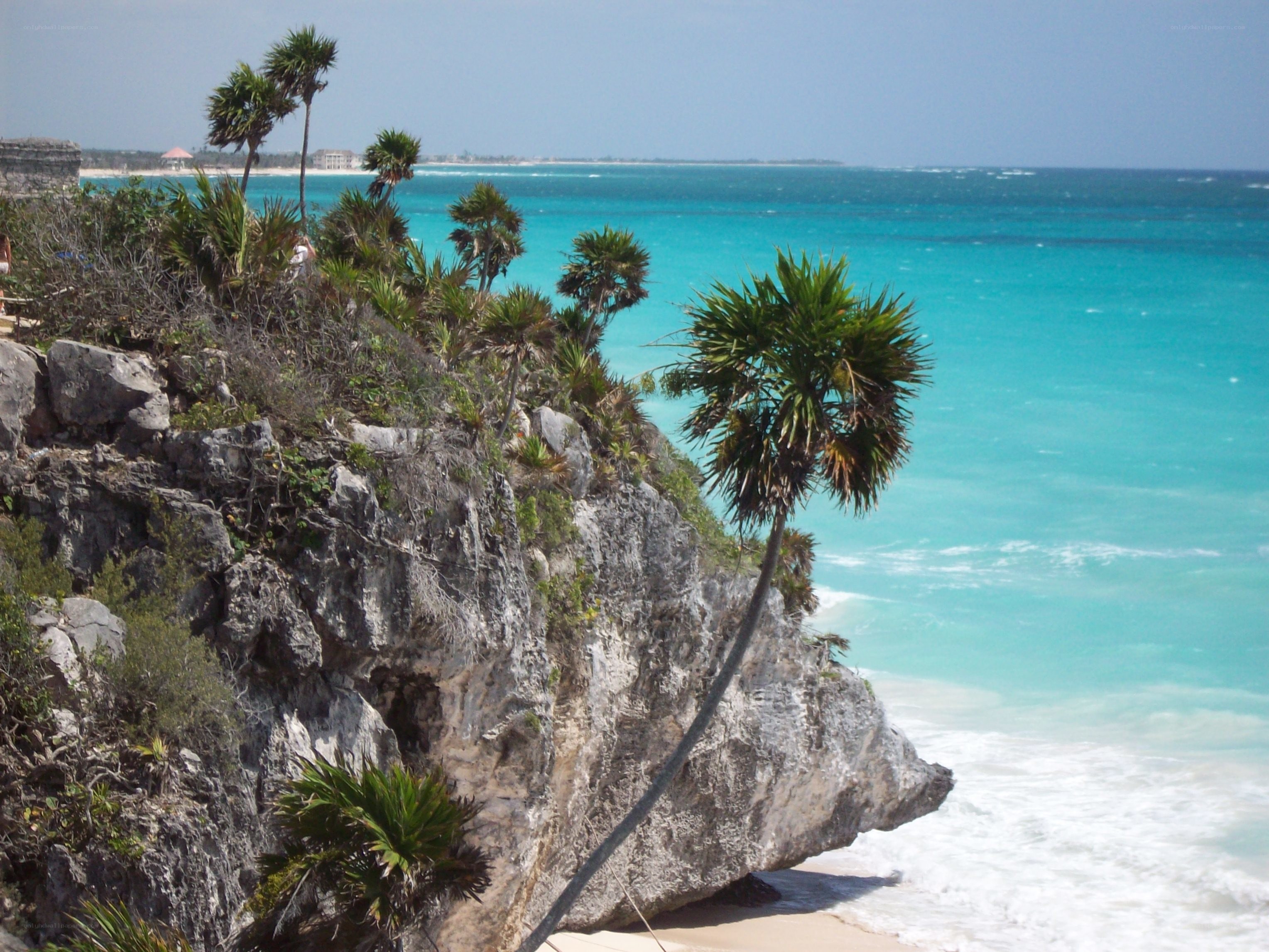 cliffside palm trees overlooking turquoise sea