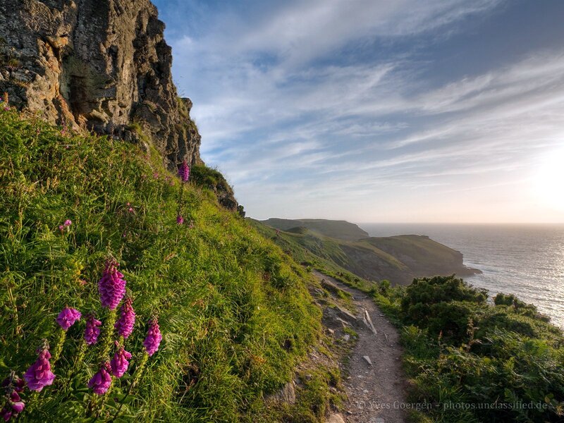 Cliffside path with purple flowers