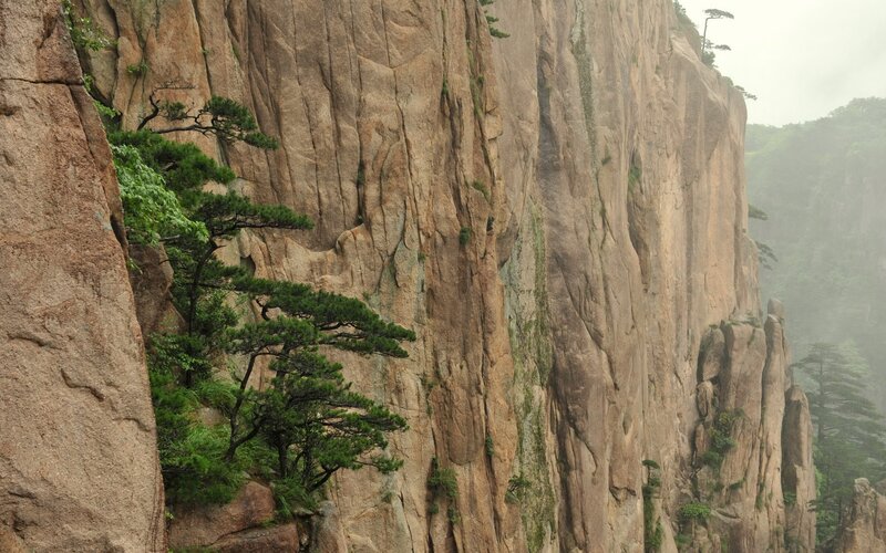 cliffside pine trees