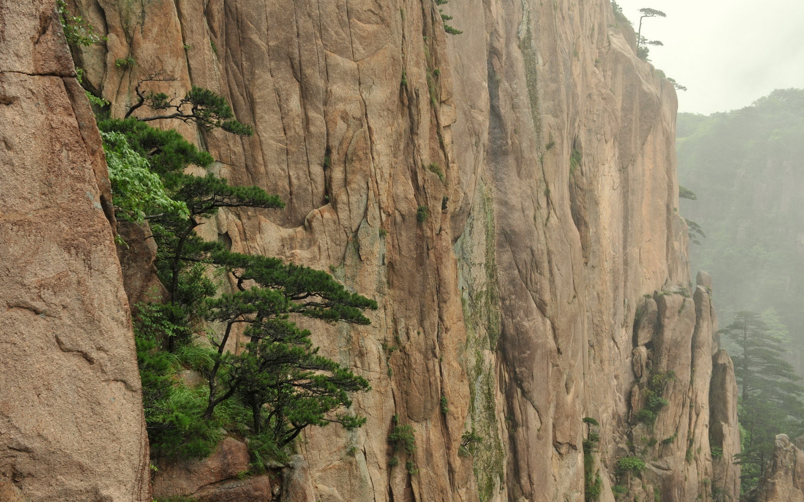 cliffside pine trees