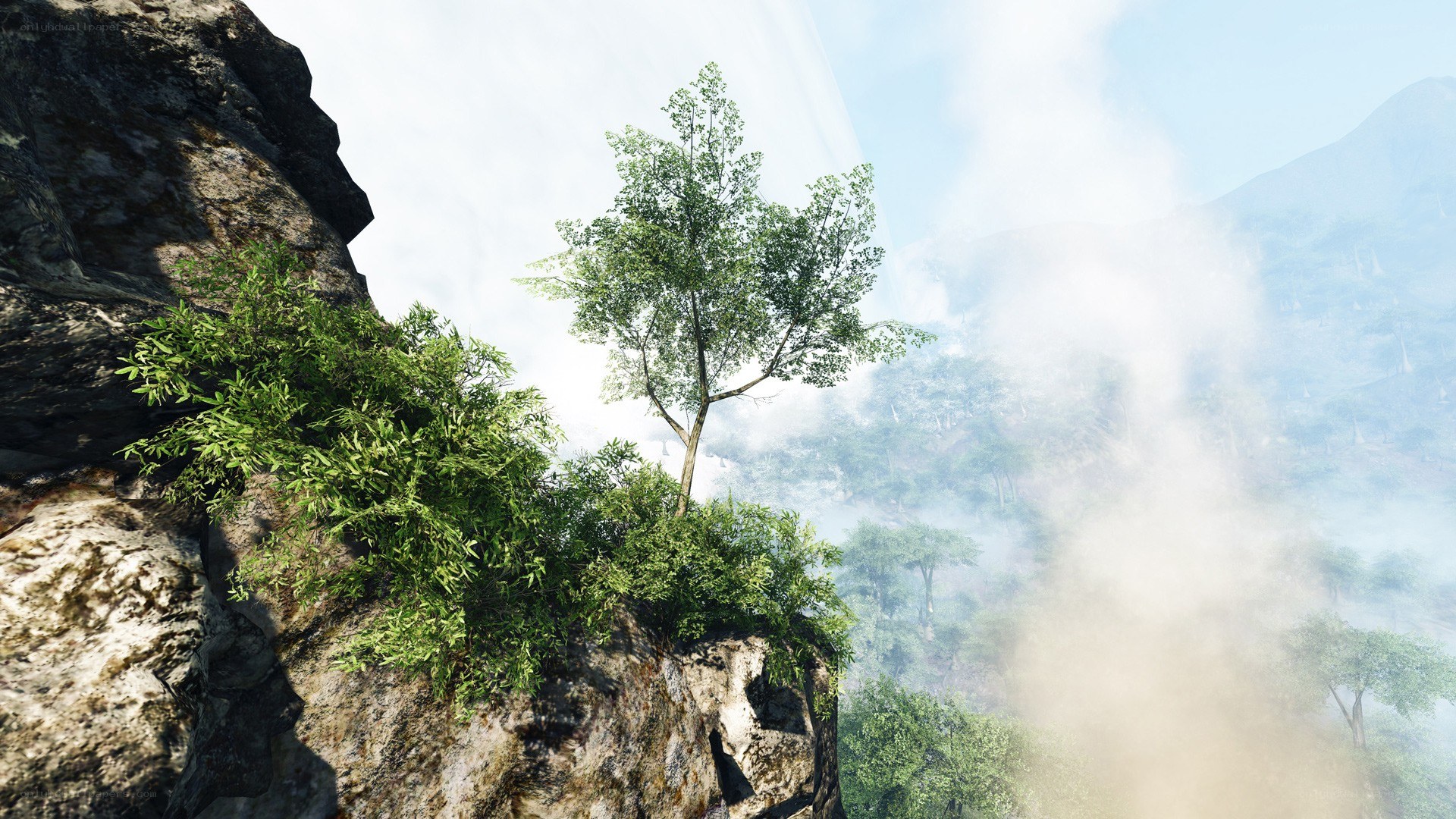 cliffside tree in misty valley