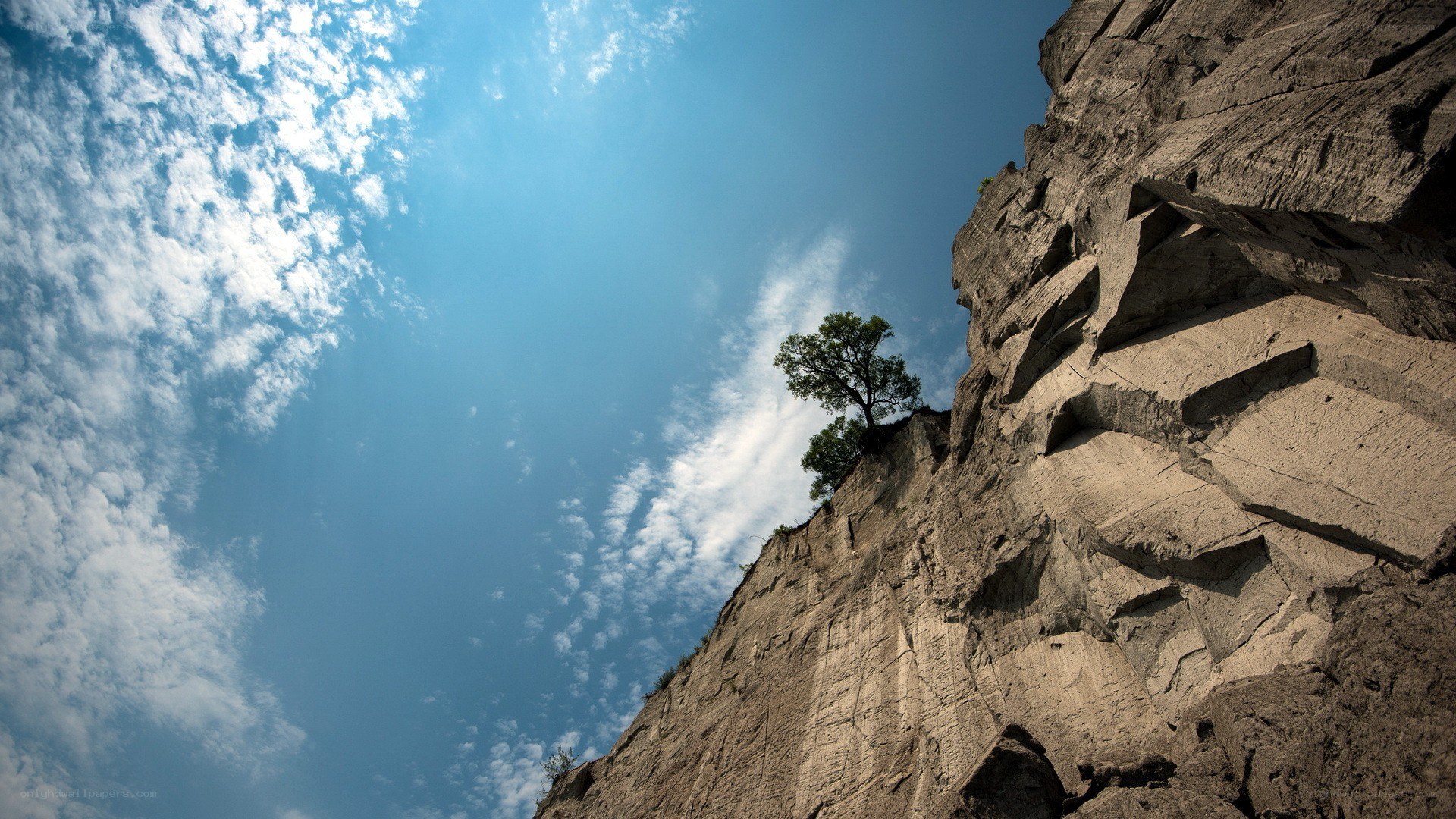cliffside tree under blue sky