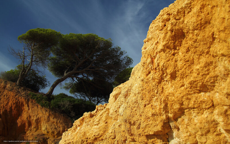 Cliffside tree under blue sky