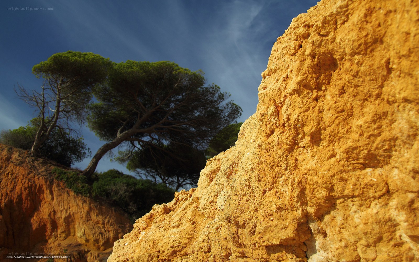 Cliffside tree under blue sky