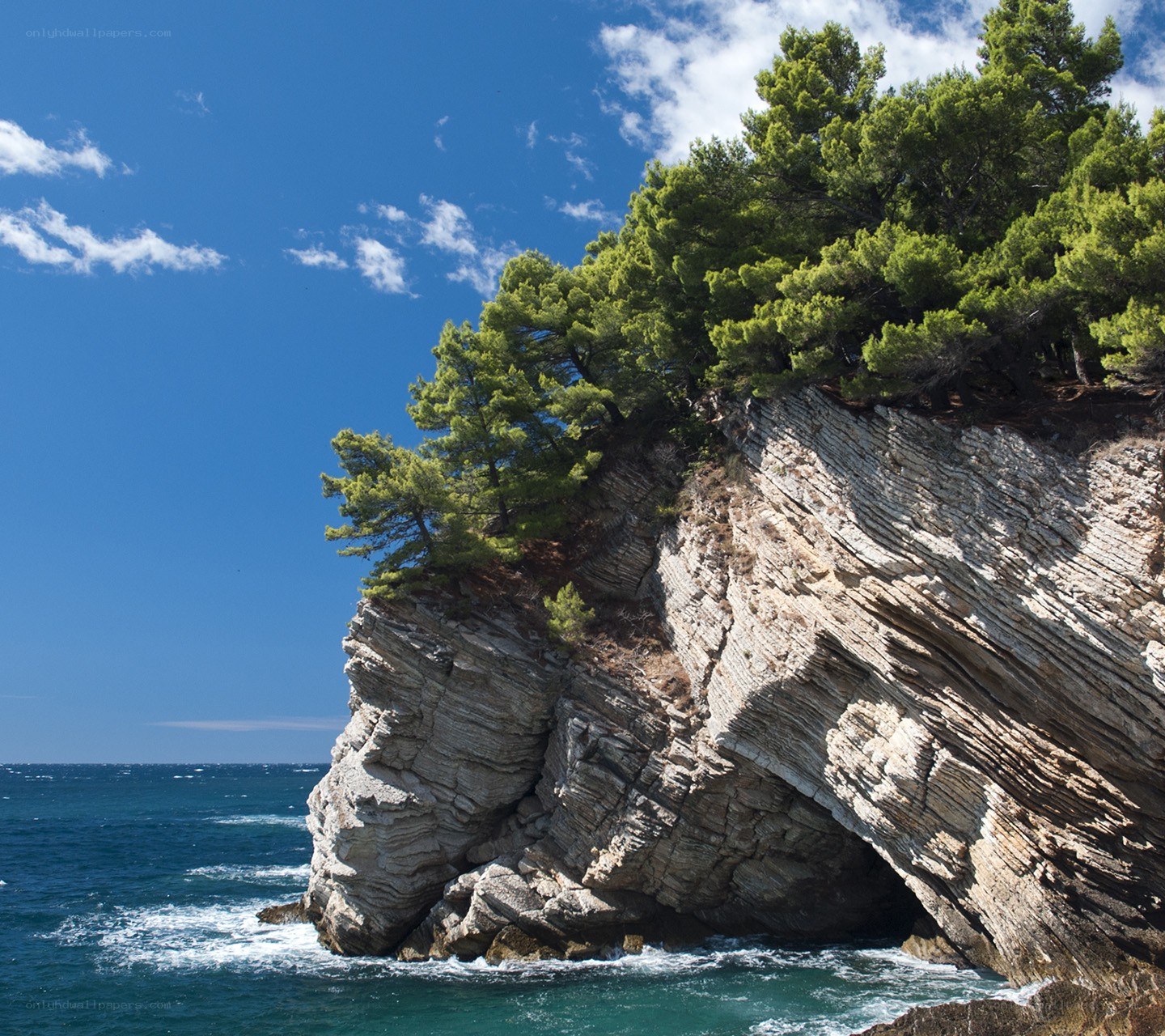 Cliffside trees by the sea