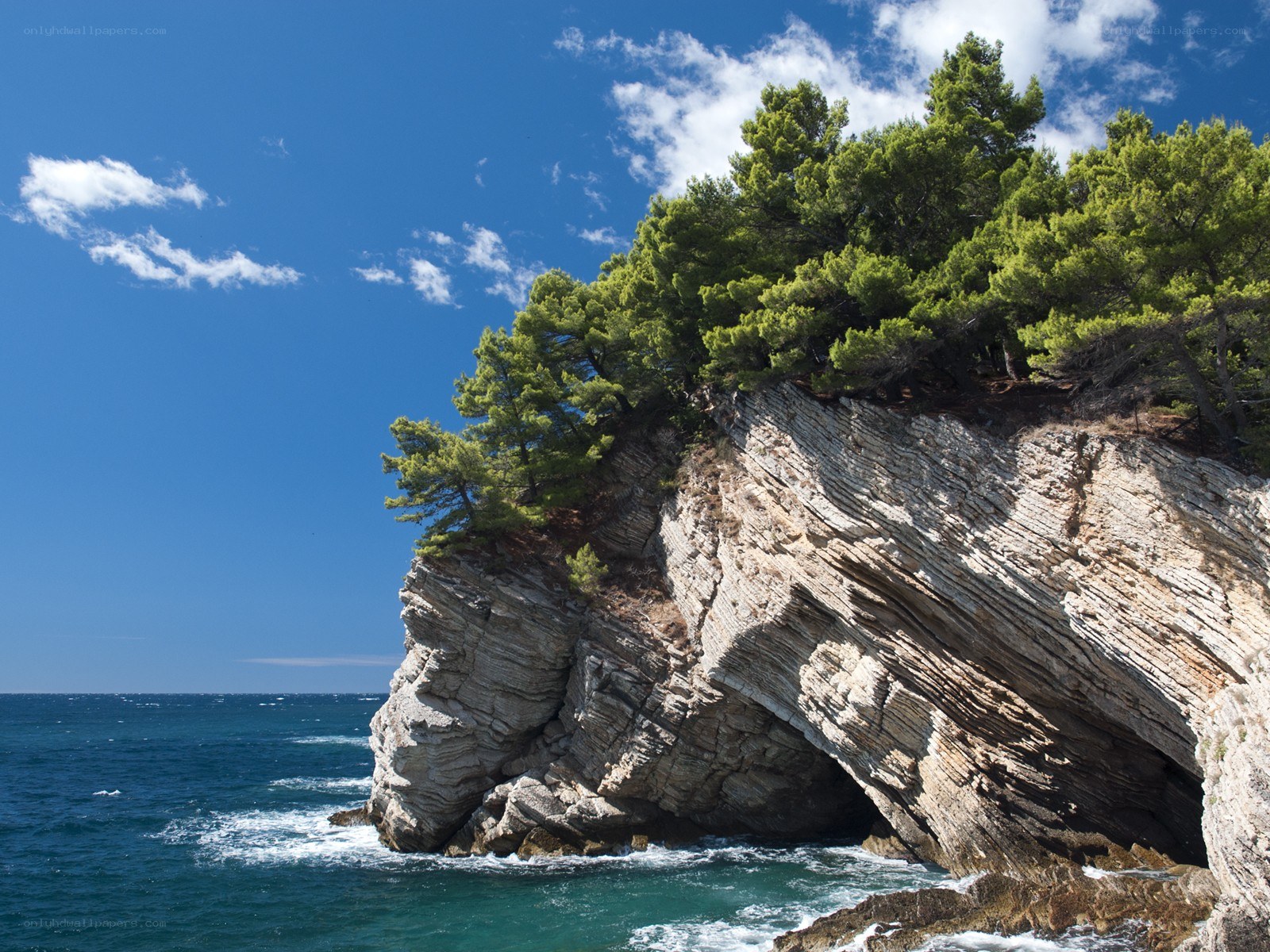 Cliffside trees by the sea