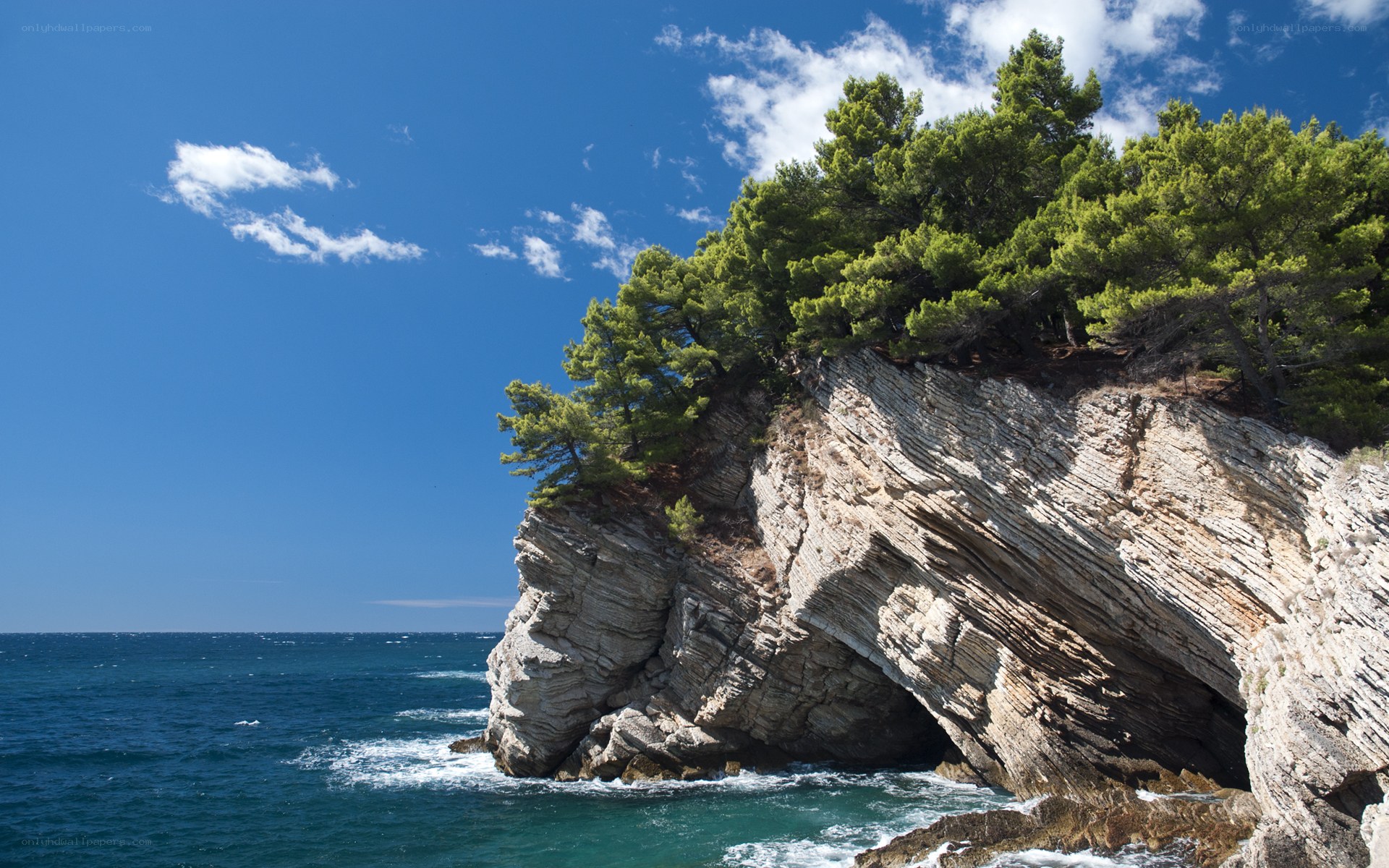 Cliffside trees by the sea