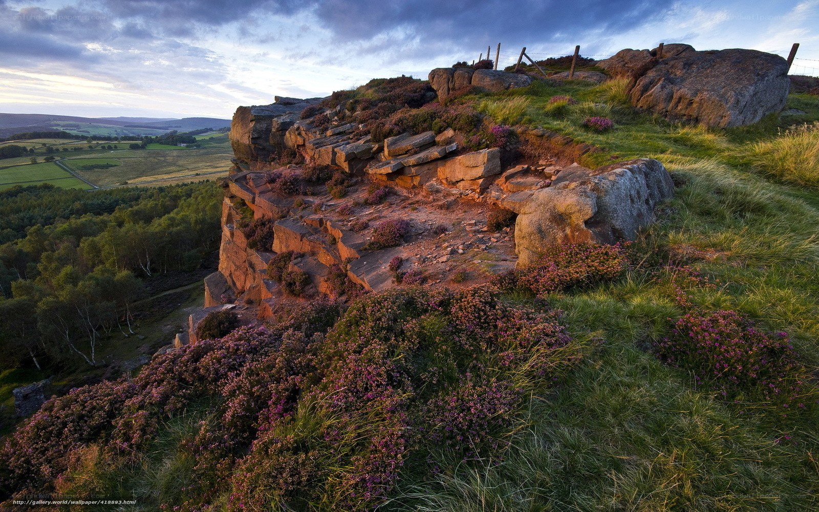 Cliffside with purple heather