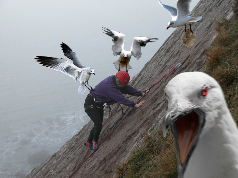 Climber attacked by seagulls