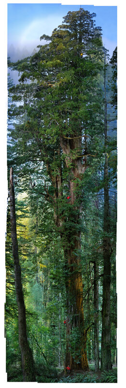 Climbers on a giant redwood