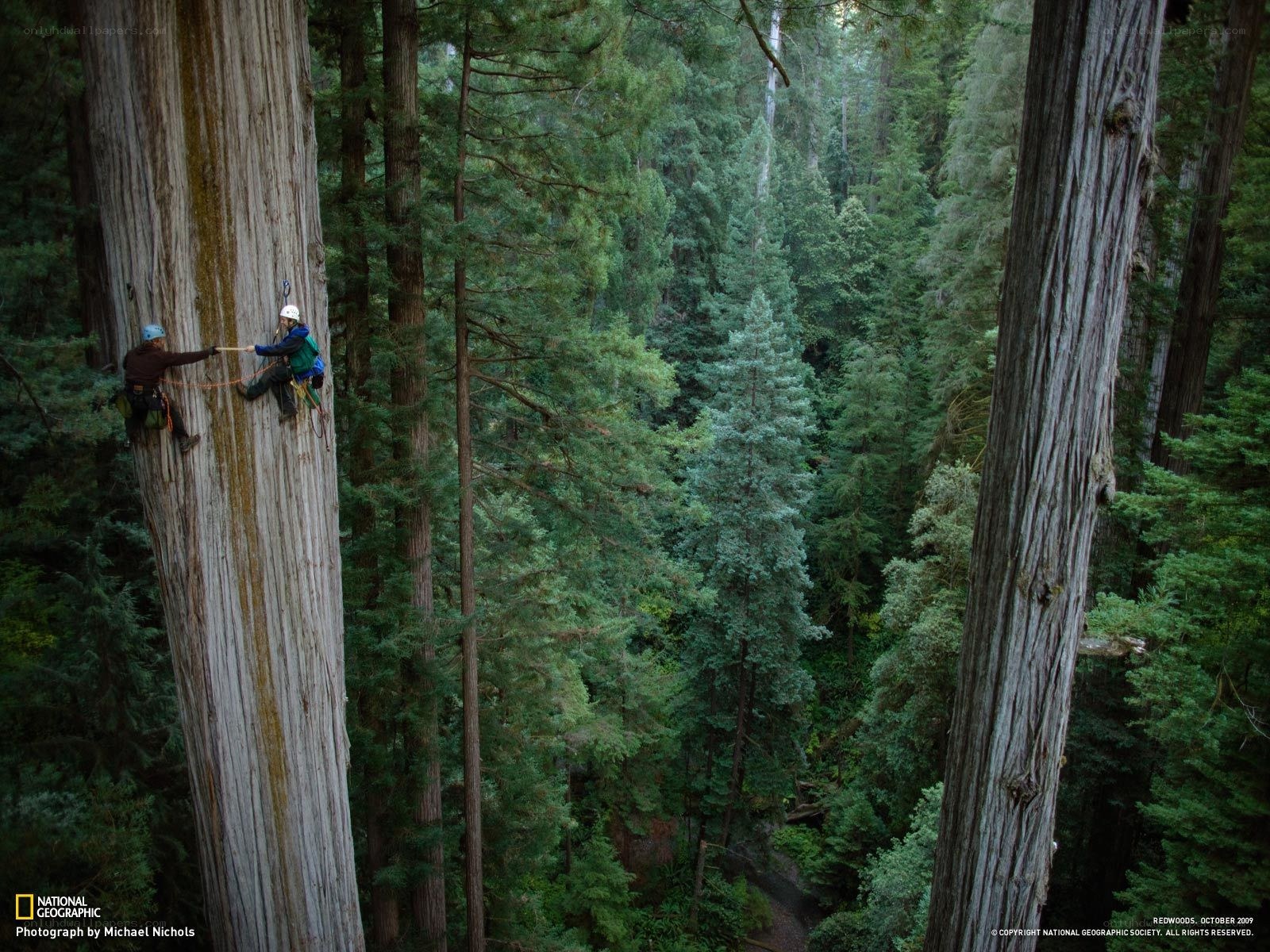 Climbers on a redwood tree