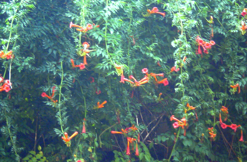 Climbing vine with red flowers