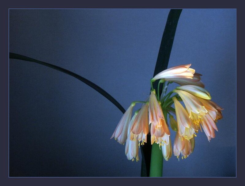 Clivia Flower Cluster