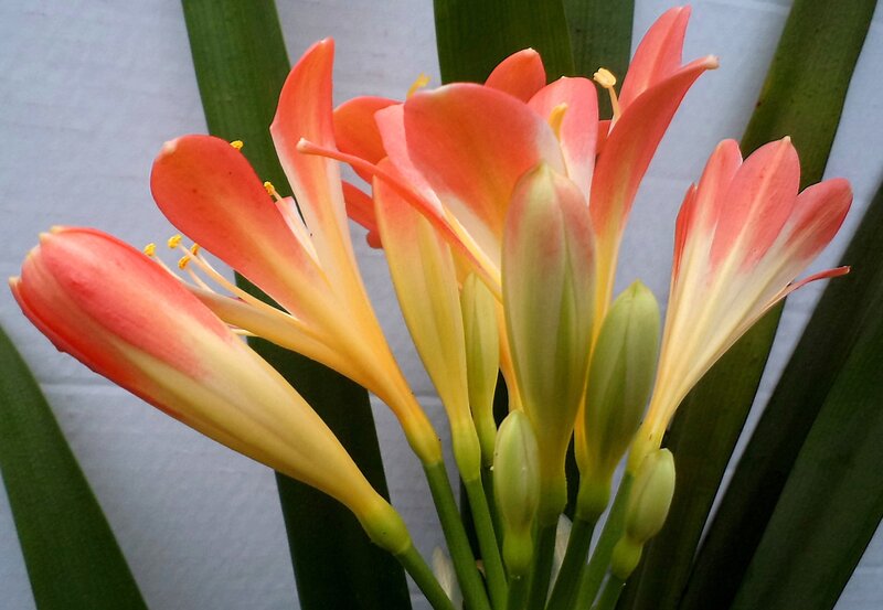 Clivia Flowers in Bloom — Orange, Calm
