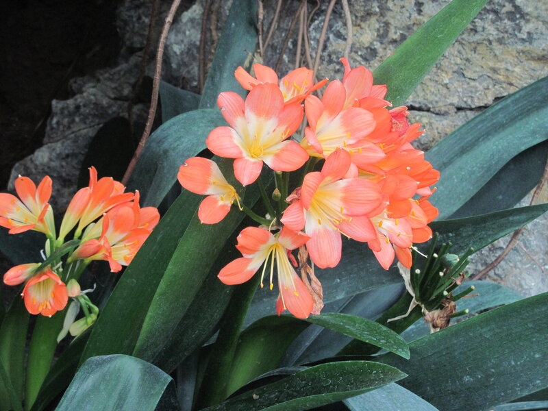 Clivia Flowers in Bloom — Orange