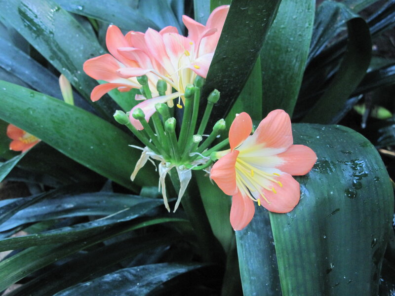 Clivia Flowers in Bloom
