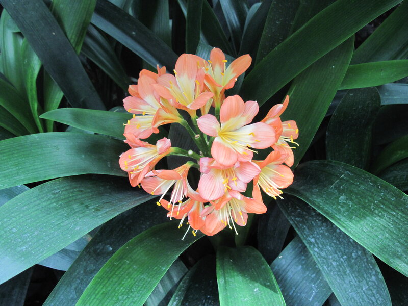 Clivia Miniata Flowers — Green