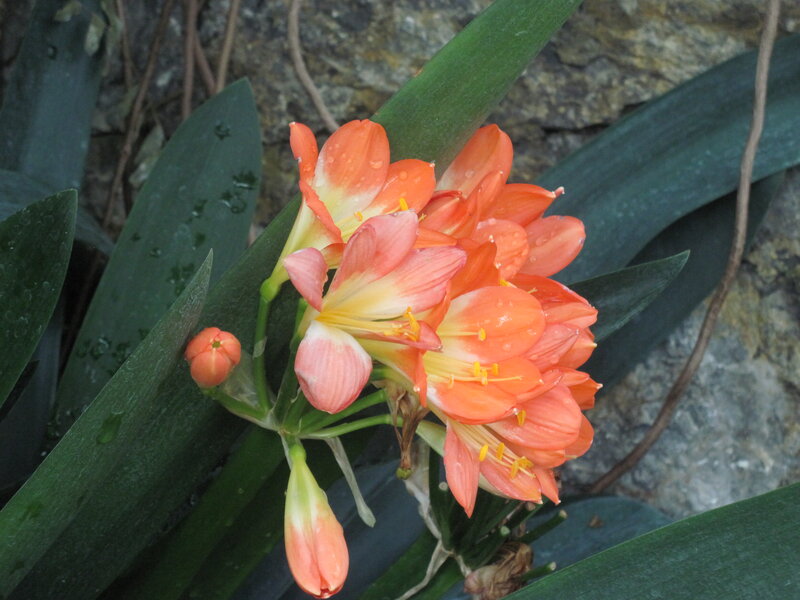 Clivia Miniata Flowers