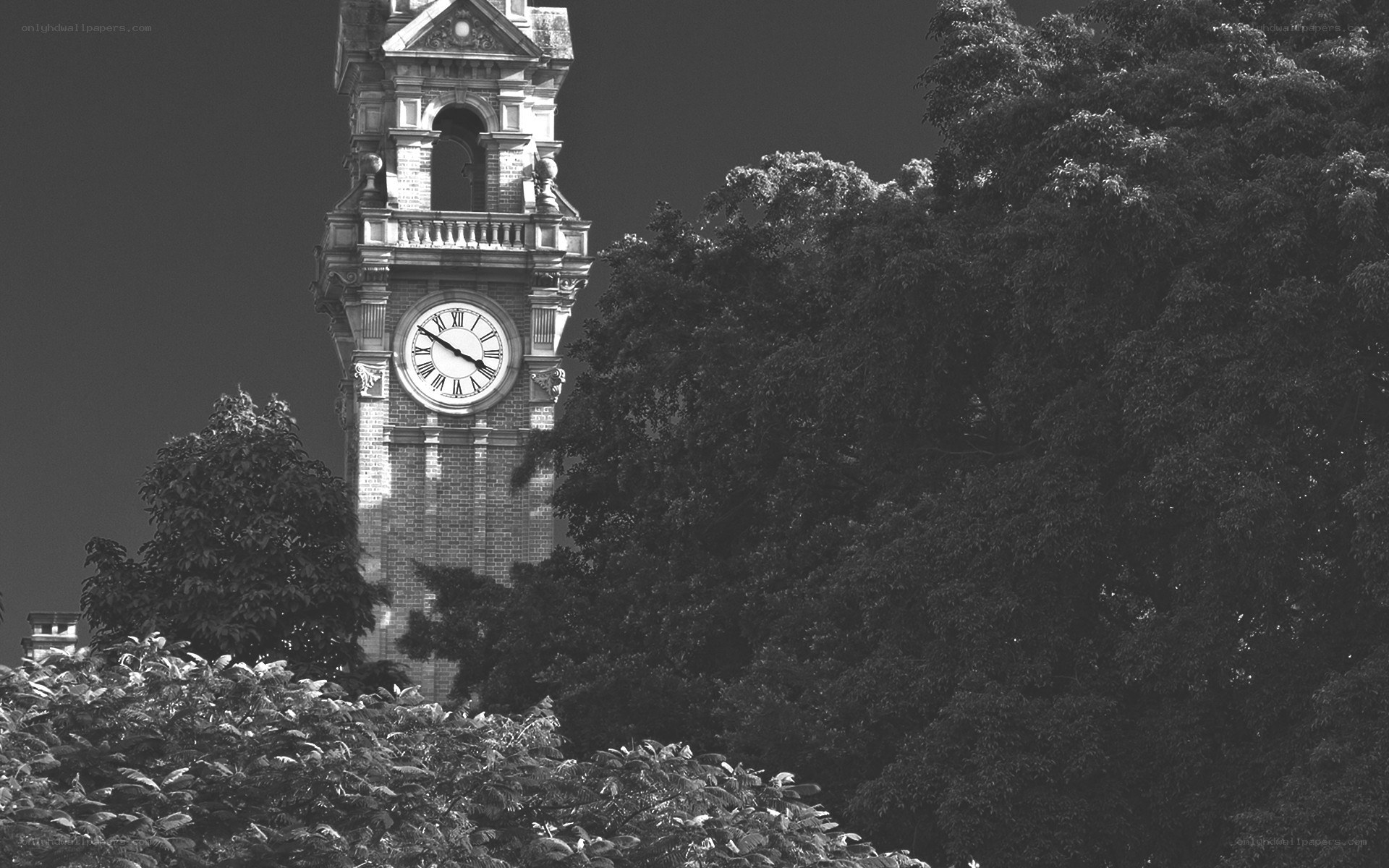 Clock tower behind trees