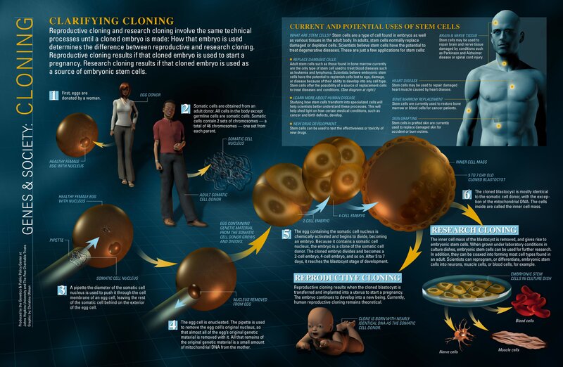 Cloning and Stem Cells