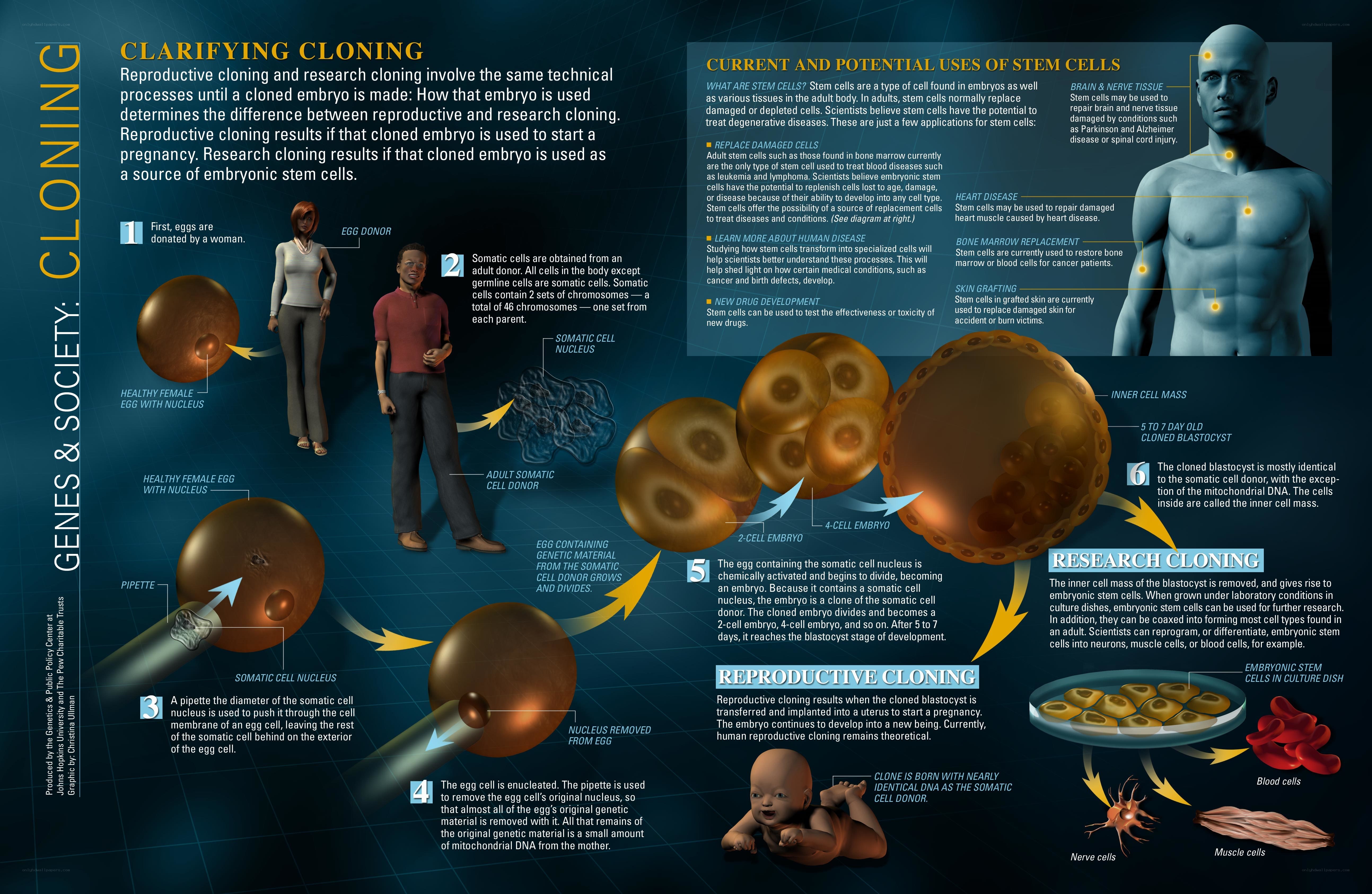 Cloning and Stem Cells