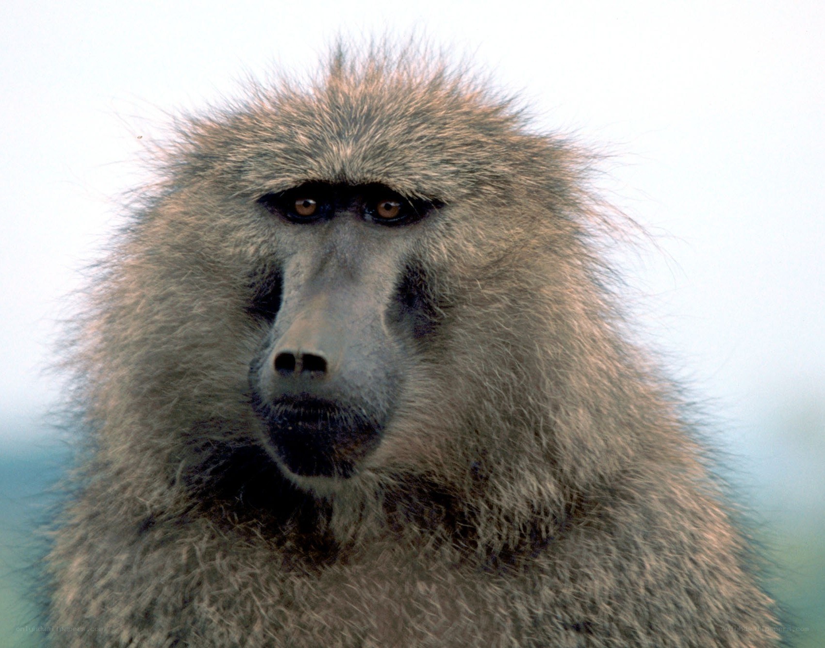 close-up of a baboon