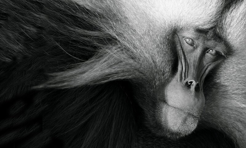 Close-up of a baboon's face