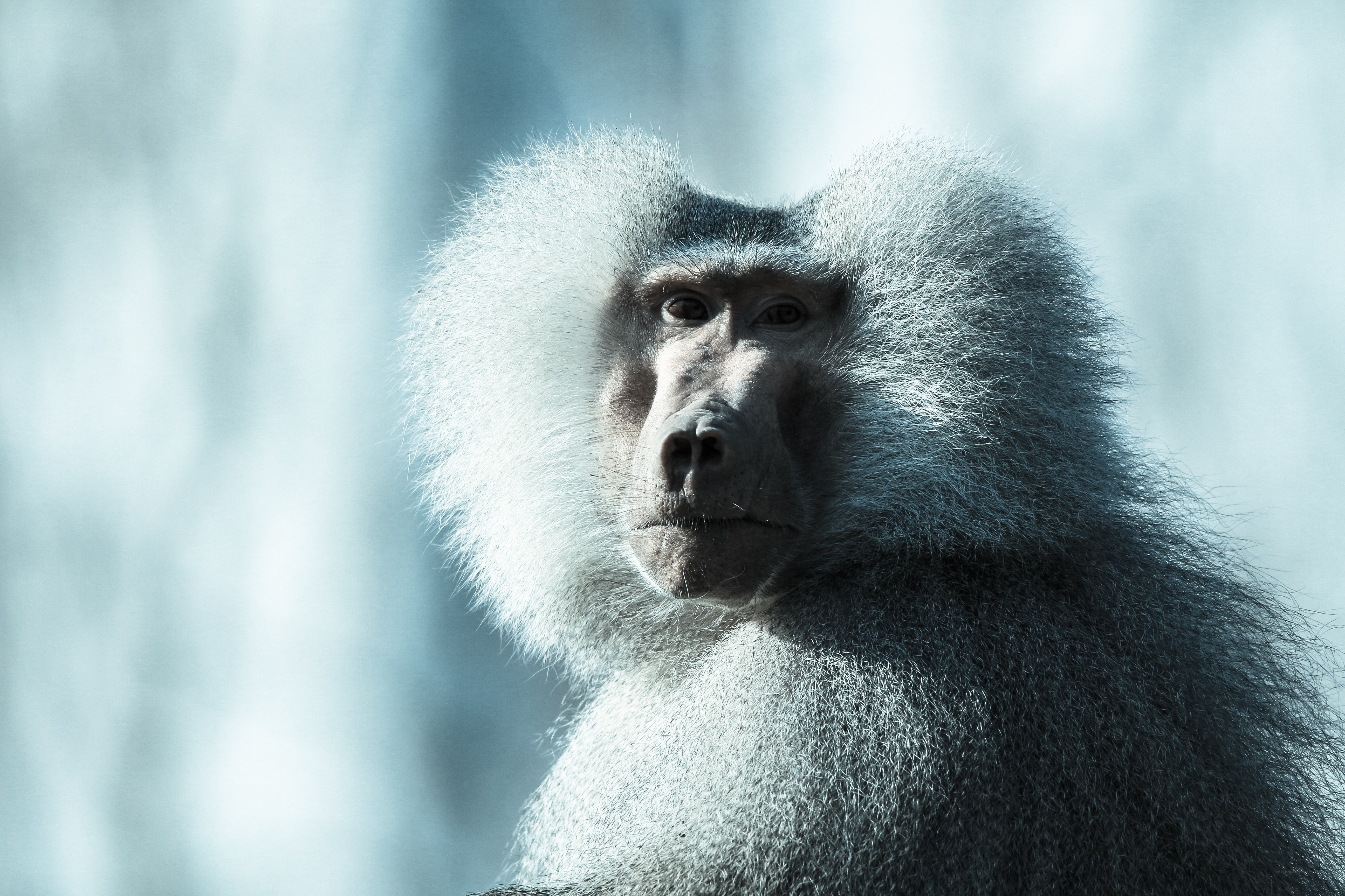 close-up of a baboon
