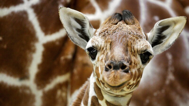 Close-up of a baby giraffe
