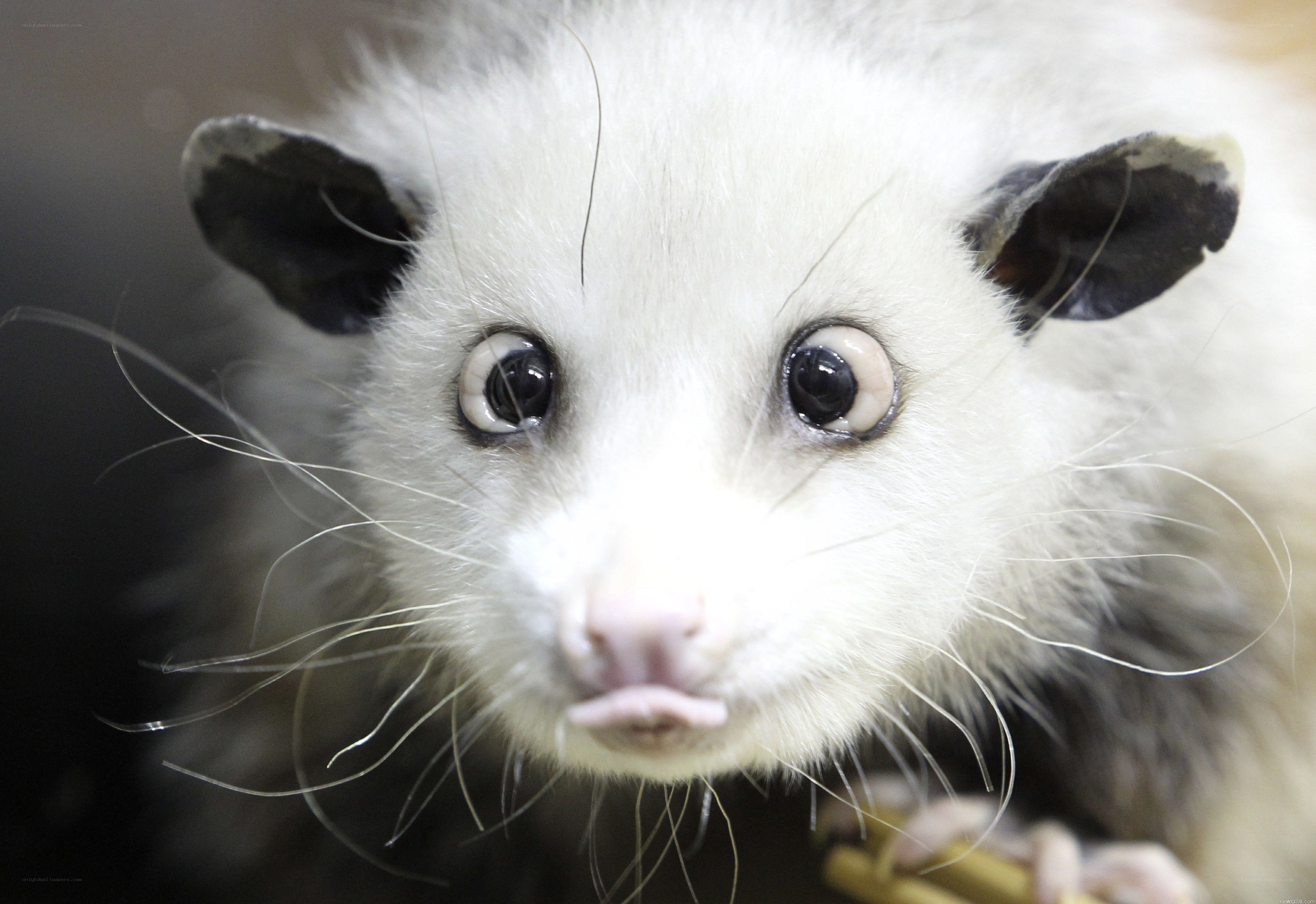 close-up of a baby opossum