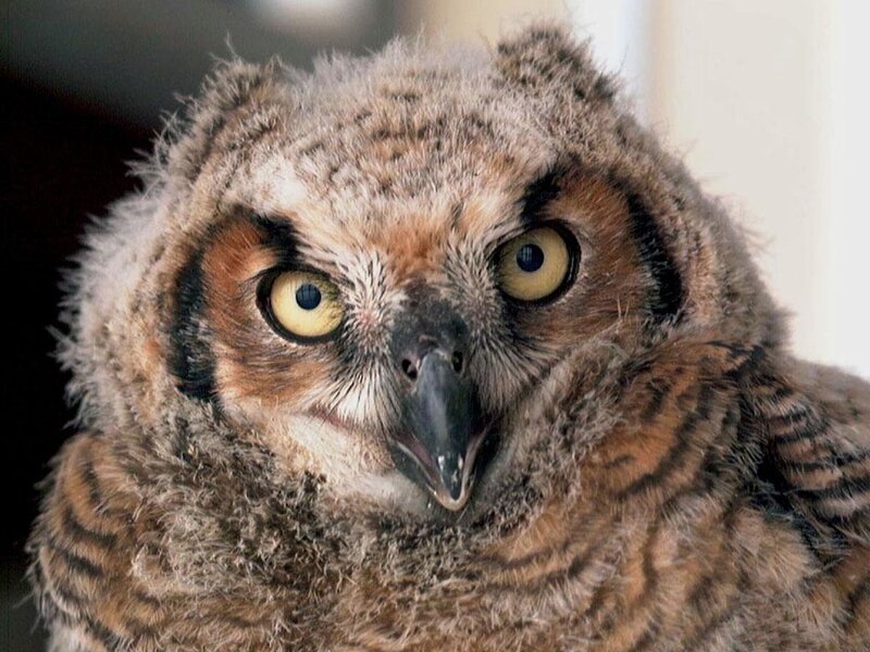 close-up of a baby owl
